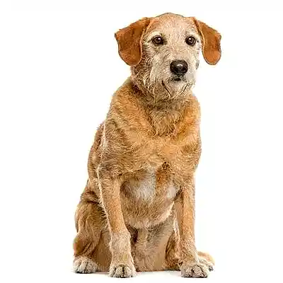 Метис / дворняга