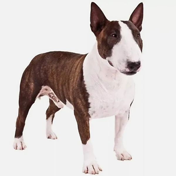 Бультерьер