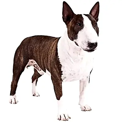 Бультерьер