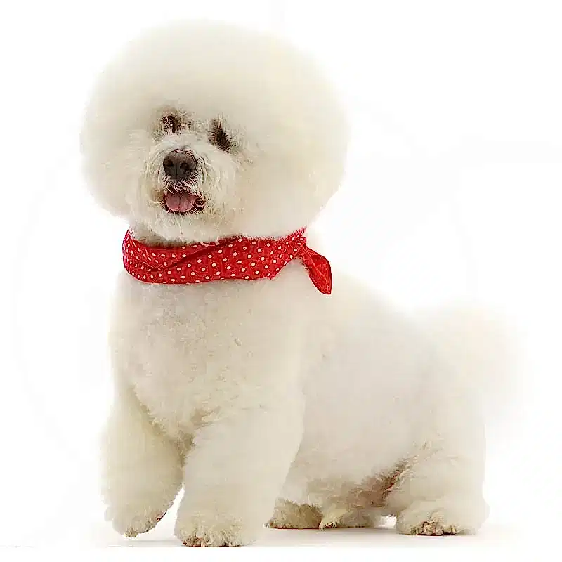 Бишон фризе