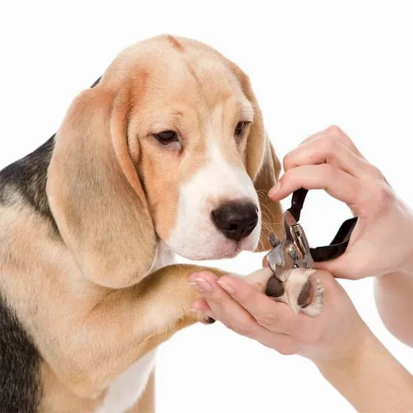 Средние породы до 55 см в холке