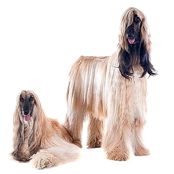 Афганская борзая