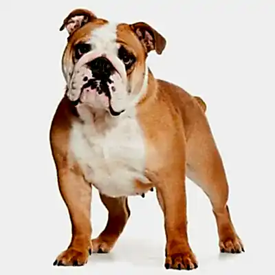 Английский бульдог