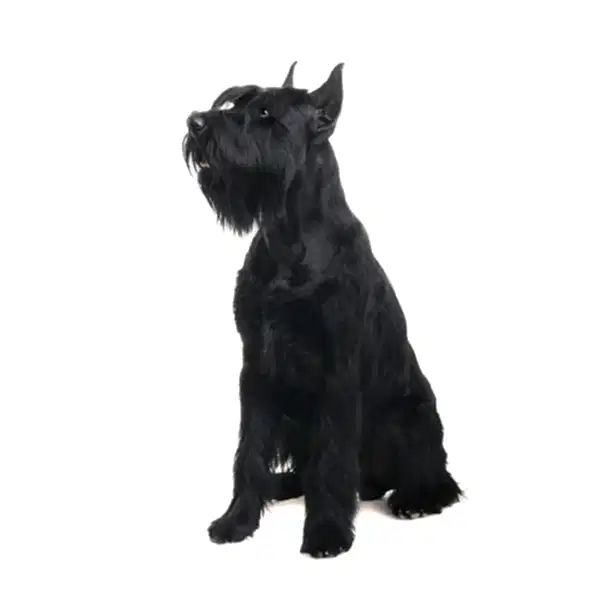 Ризеншнауцер