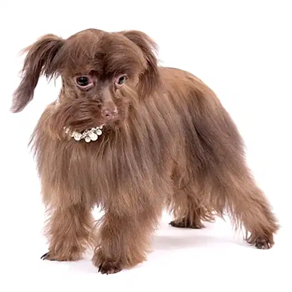 Петербургская орхидея