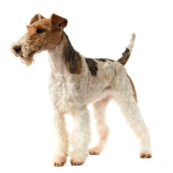 Фокстерьер