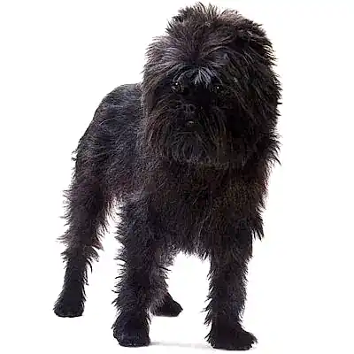 Аффенпинчер