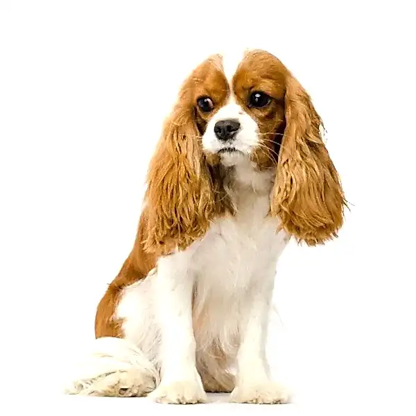 Кавалер кинг чарльз спаниель