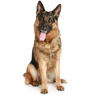 Немецкая овчарка