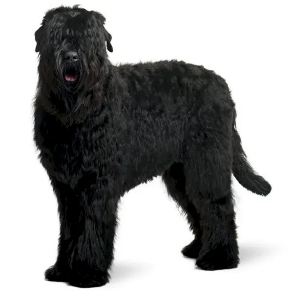 Черный русский терьер