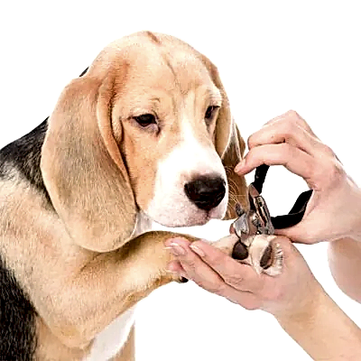 Средние породы до 55 см в холке