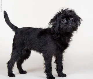 Аффенпинчер