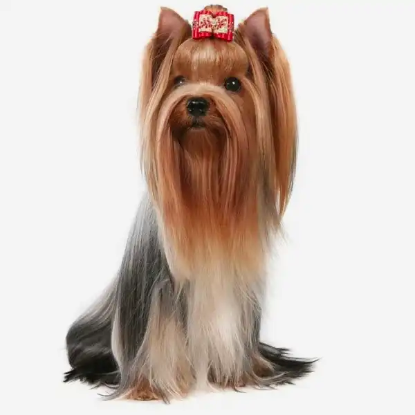 Йоркширский терьер