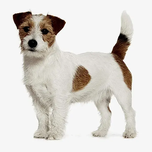 Джек рассел терьер