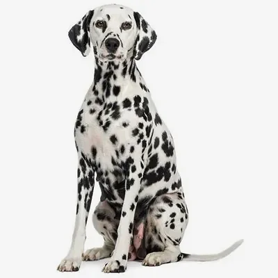 Далматинец