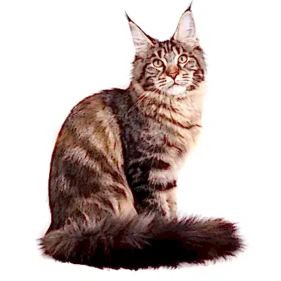 Мейн кун, Невская маскарадная, Сибирская кошка