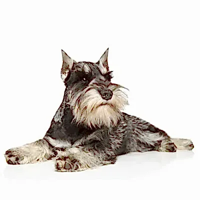 Миттельшнауцер