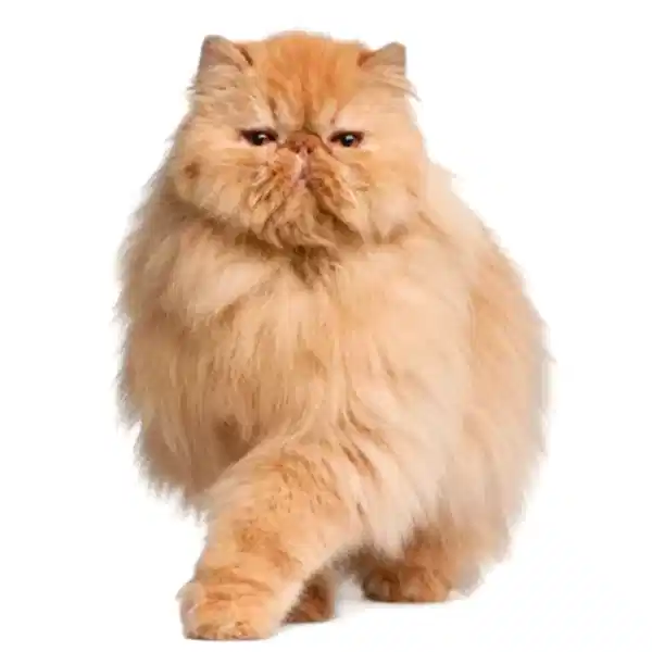 Длиношерстные породы