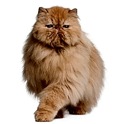 Длиношерстные породы