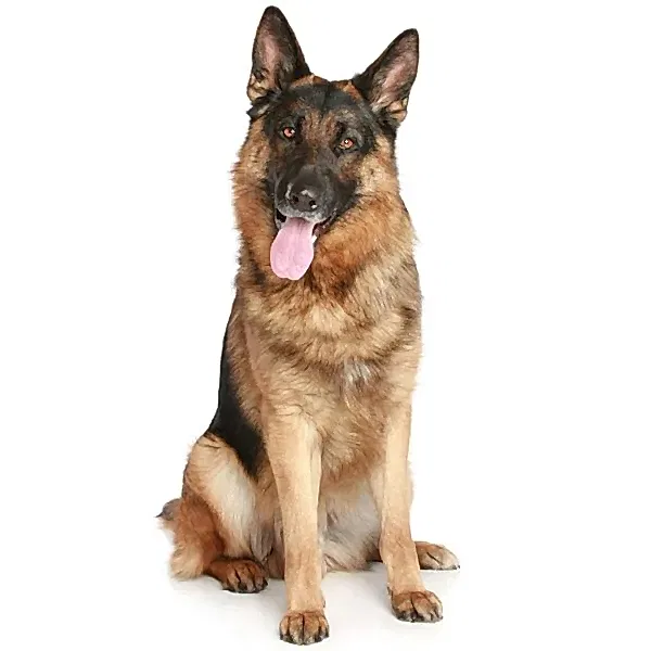 Немецкая овчарка