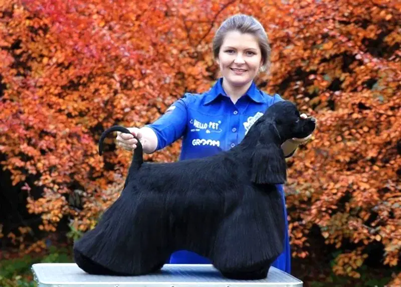 Подготовка к выставкам Американского кокер-спаниеля