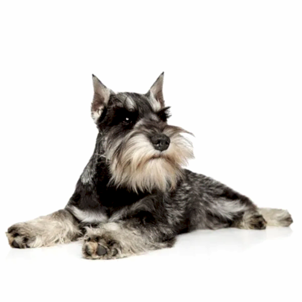 Миттельшнауцер