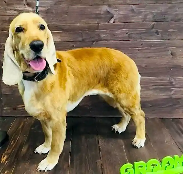 Стрижка Английского кокер-спаниеля насадка 13, тримминг спины