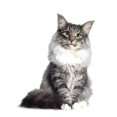 Короткошерстные породы