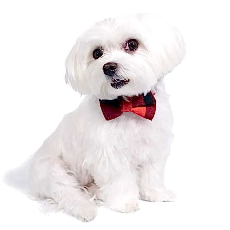 Мальтийская болонка мальтезе