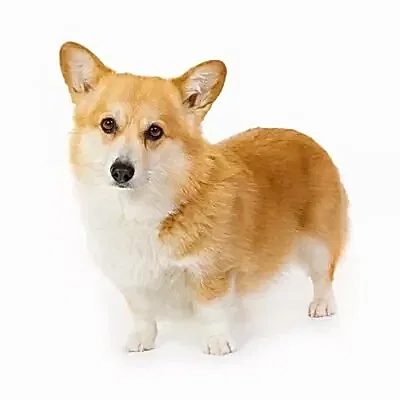 Вельш корги