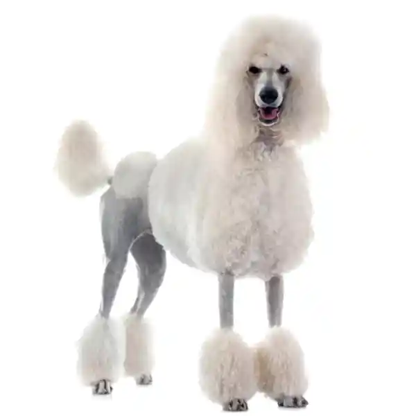 Пудель королевский