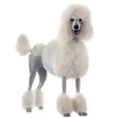 Пудель королевский