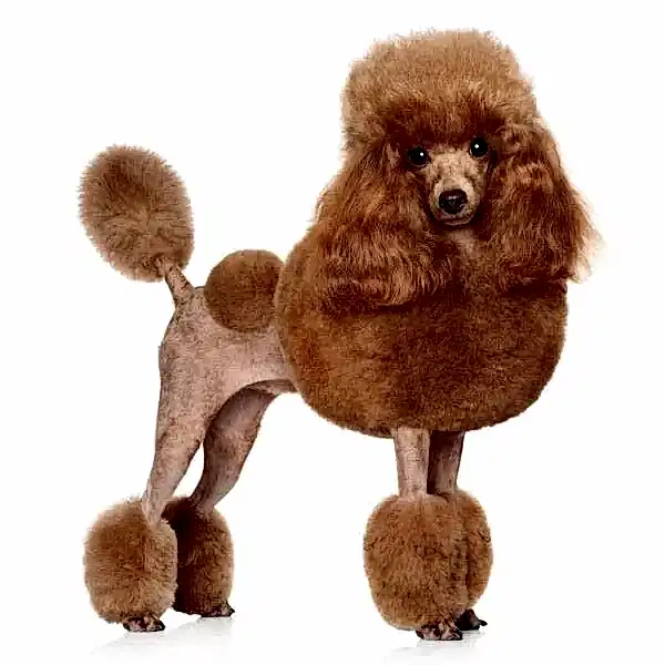 Пудель (той и карликовый)