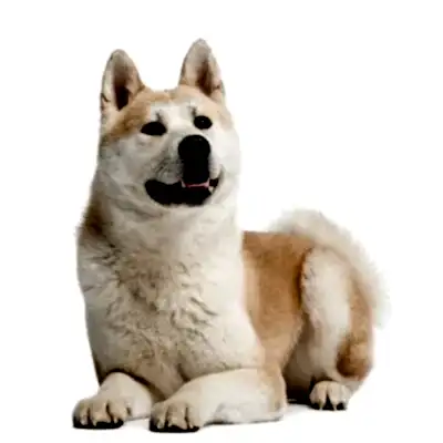 Акита Ину
