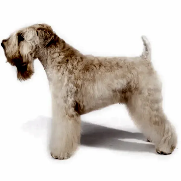 Пшеничный терьер мягкошерстный