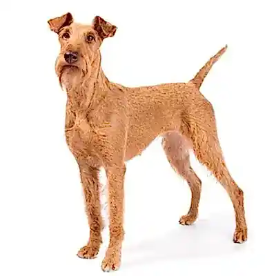 Ирландский терьер