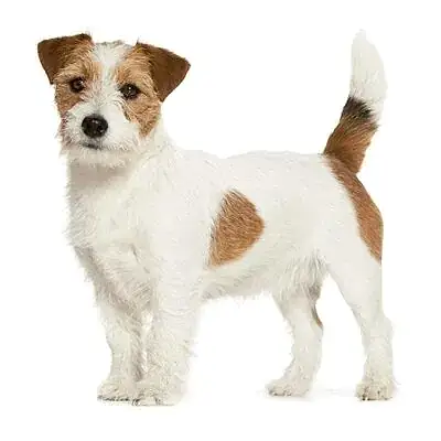 Джек рассел терьер