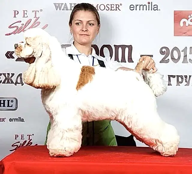Стрижка кокера Щенок с триммингуемой спиной