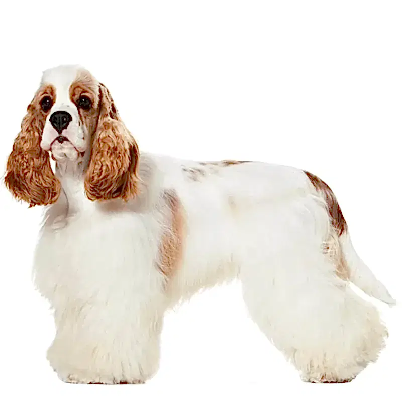 Американский кокер спаниель