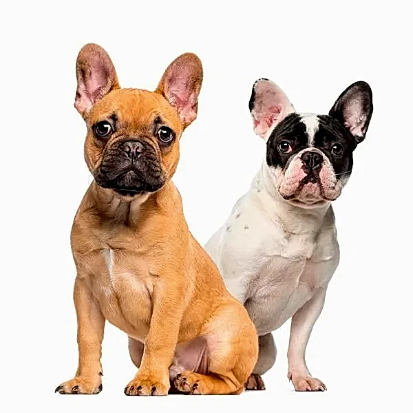 Французкий бульдог