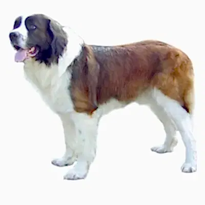 Алматинская сторожевая