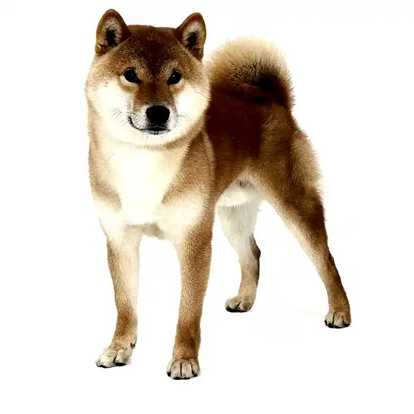 Сиба ину / шиба ину