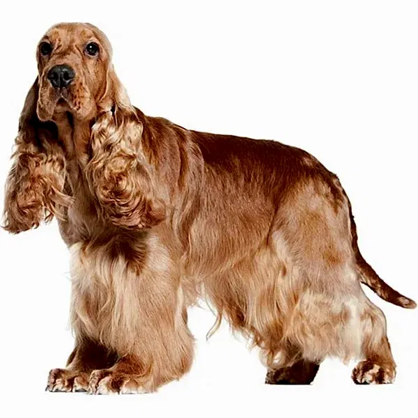 Английский кокер спаниель