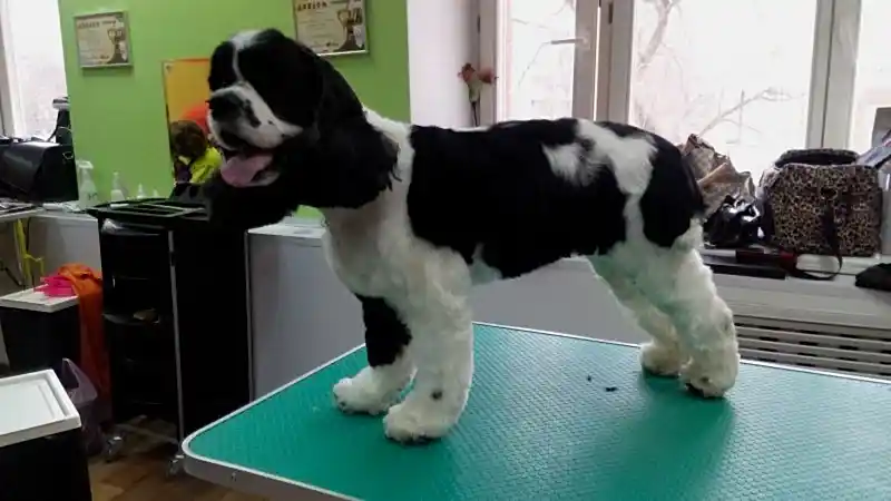 Стрижка кокера Щенок насадка 16