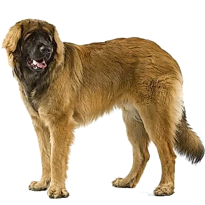 Леонбергер