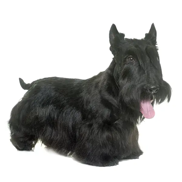 Скотч терьер