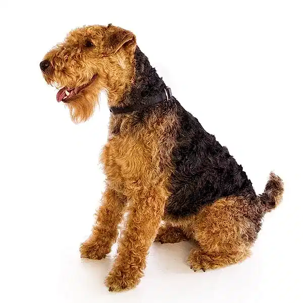 Вельштерьер