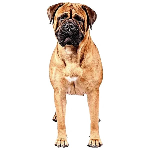 Бульмастиф