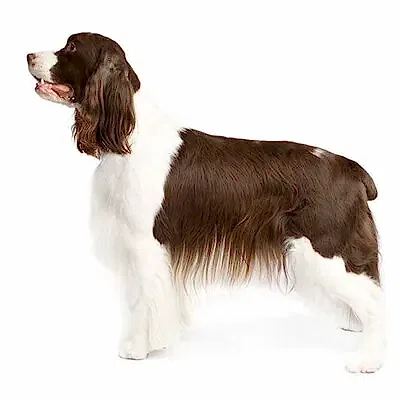 Спрингер спаниель