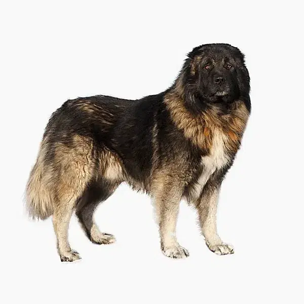 Кавказская овчарка